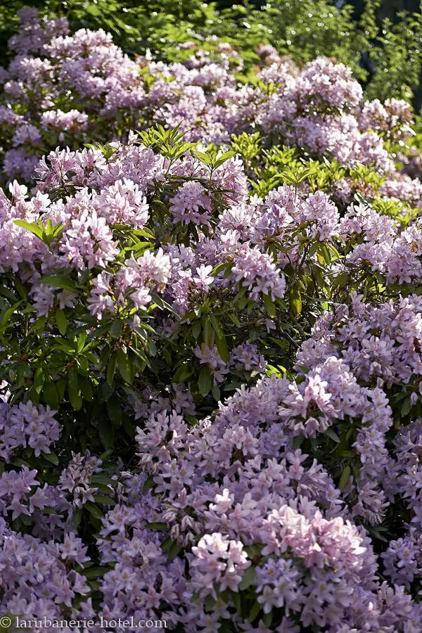 Rhododendren beim La Rubanerie