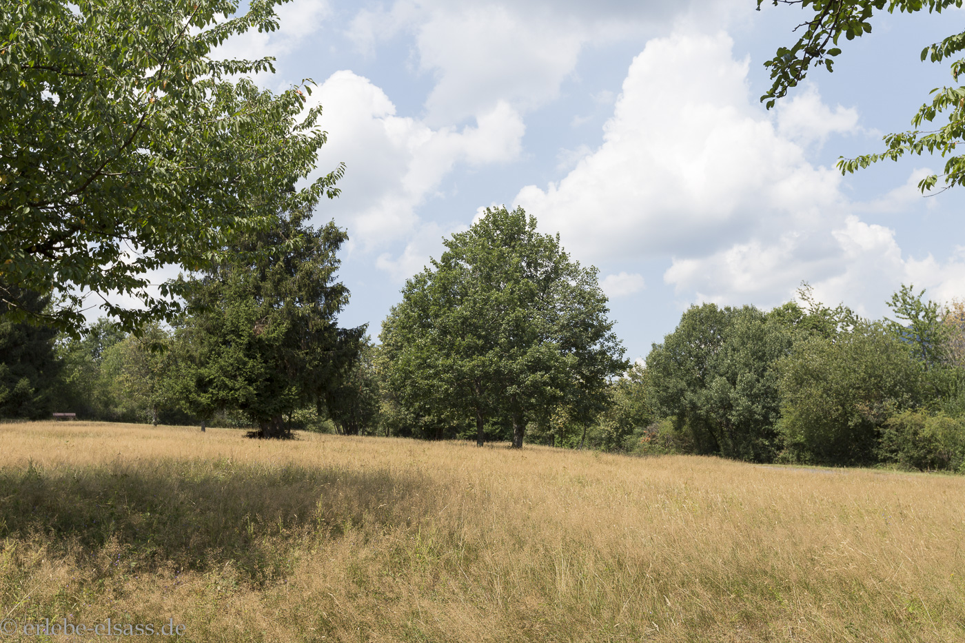 Vallée de la Netzenbach bei Wisches