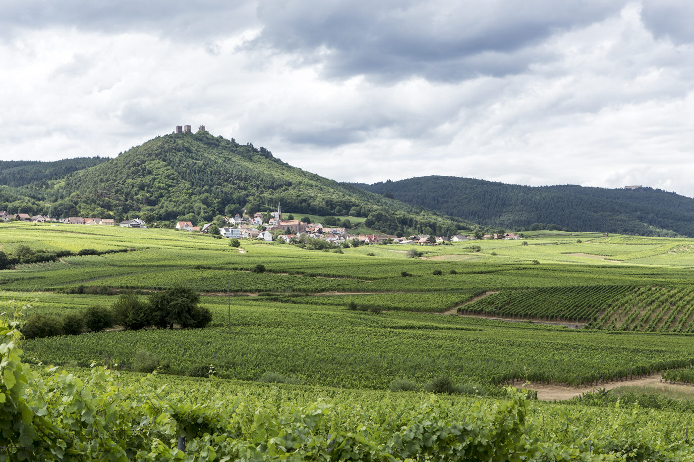Aussicht zu den Burgen von Eguisheim