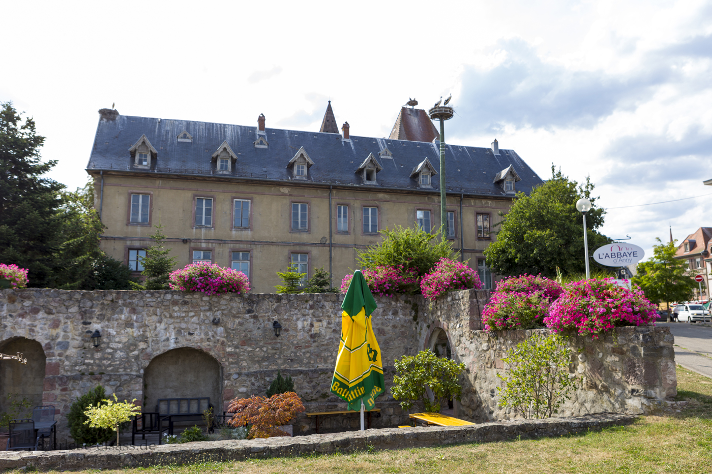 Störche in Munster im Elsass