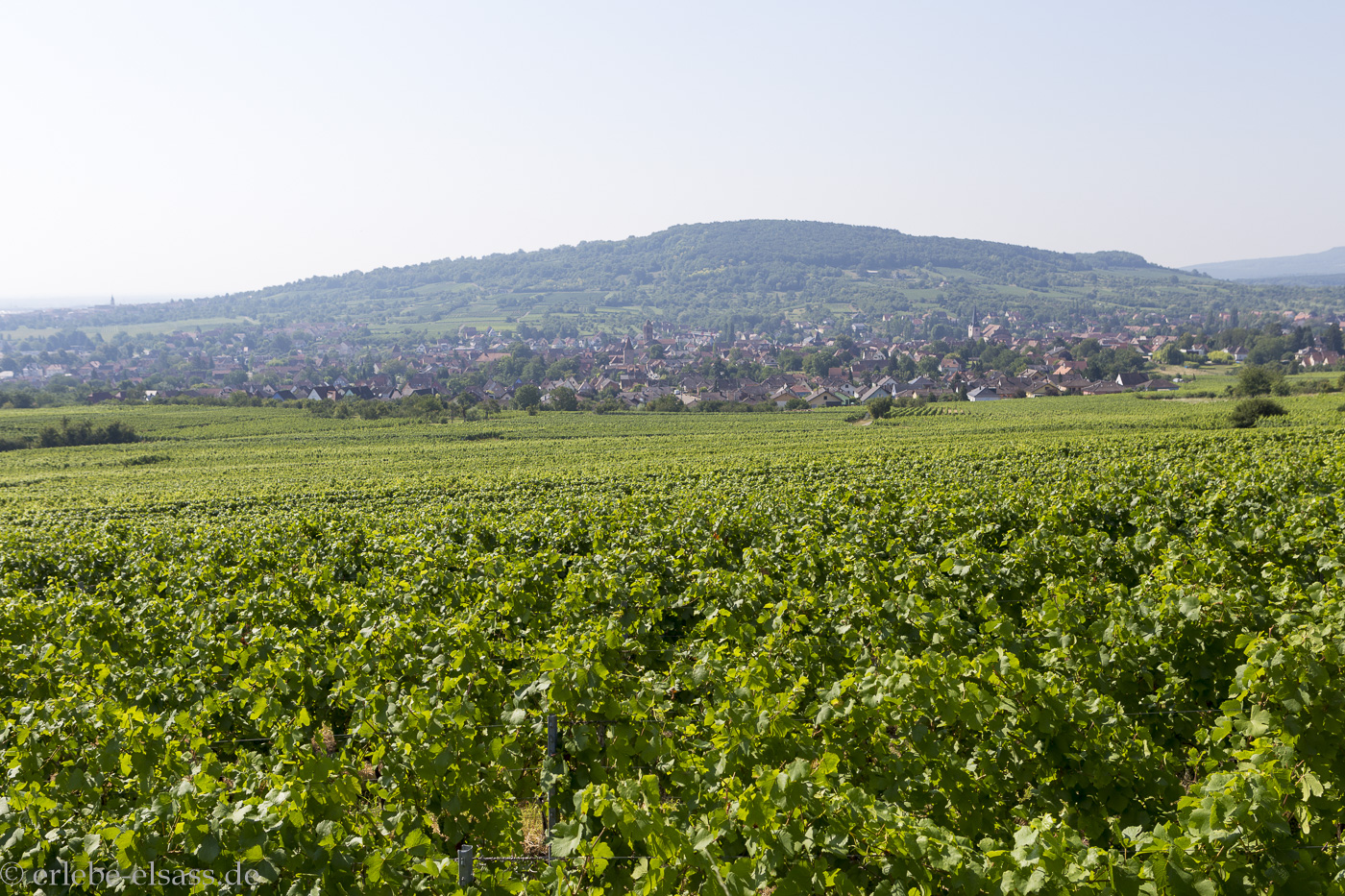 Blick über die Weinberge von Rosheim
