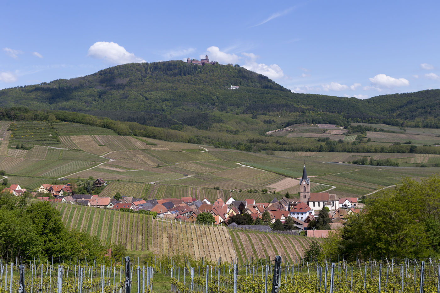 Aussicht von Bergheim zur Hohkönigsburg