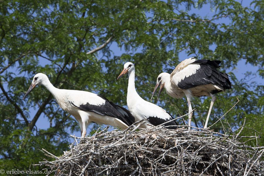 Störche im Elsass sitzen in ihrem Nest – das stolze Wappentier der Region in seiner Heimat.