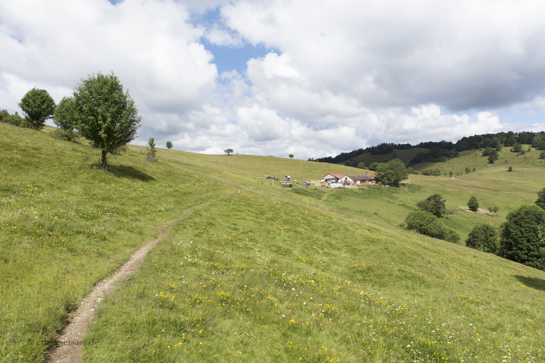 Wanderweg auf dem Thanner Hubel