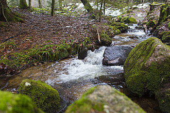 Fluss Savoureuse am Elsässer Belchen