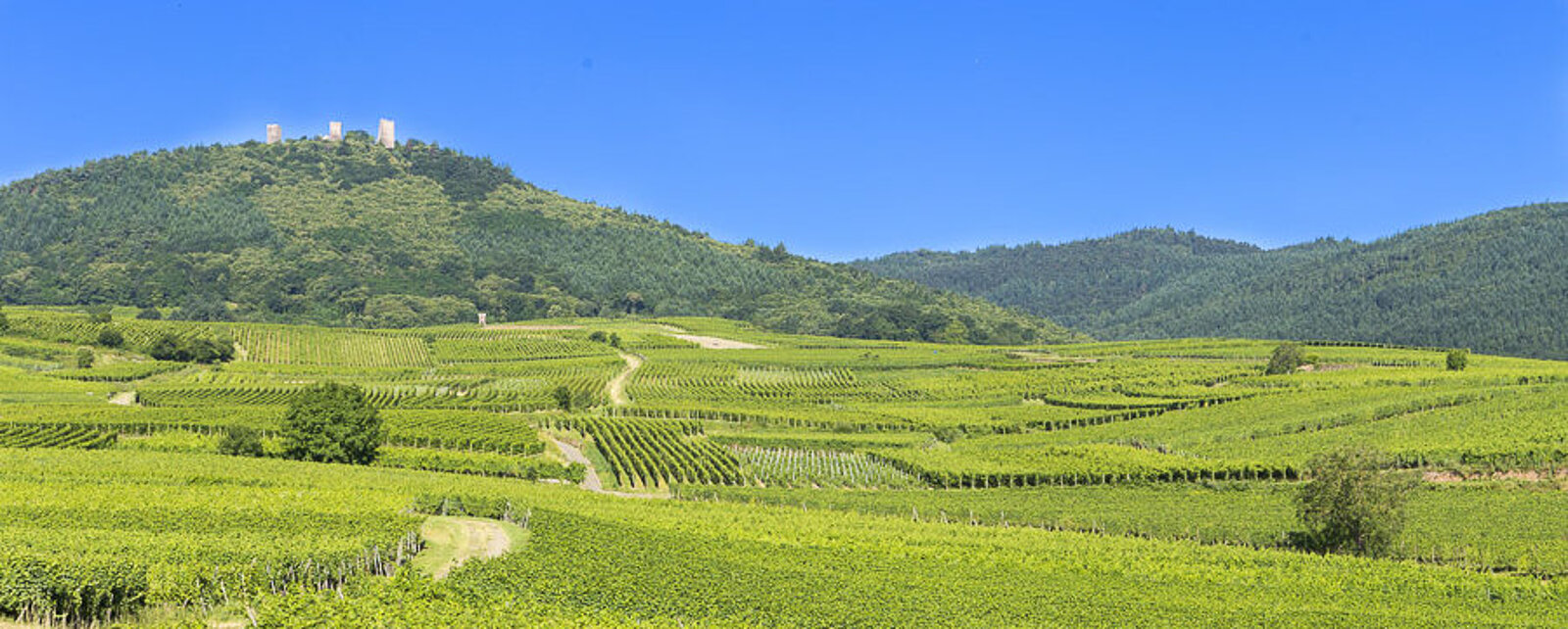 Sommerliche Aussicht über grüne Weinberge zu den drei Burgen von Eguisheim im Elsass