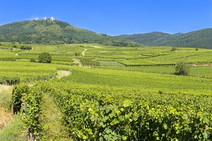 Blick über die Weinberge zu den Burgen von Eguisheim