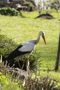 Storch beim Parc de Cigogne von Eguisheim