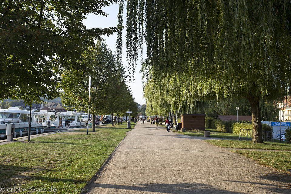 Breiter Spazierweg unter Weiden nach Saverne im Elsass