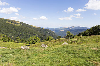 Wiesen über dem Kolbenwald