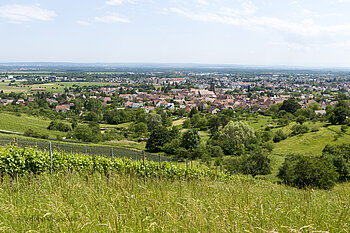 Aussicht auf Uffholtz