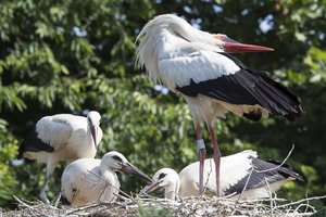 ... da klappert der Storch