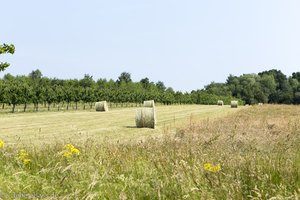 Heuernte bei Steinseltz