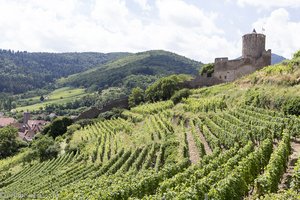 die Burgruine von Kaisersberg