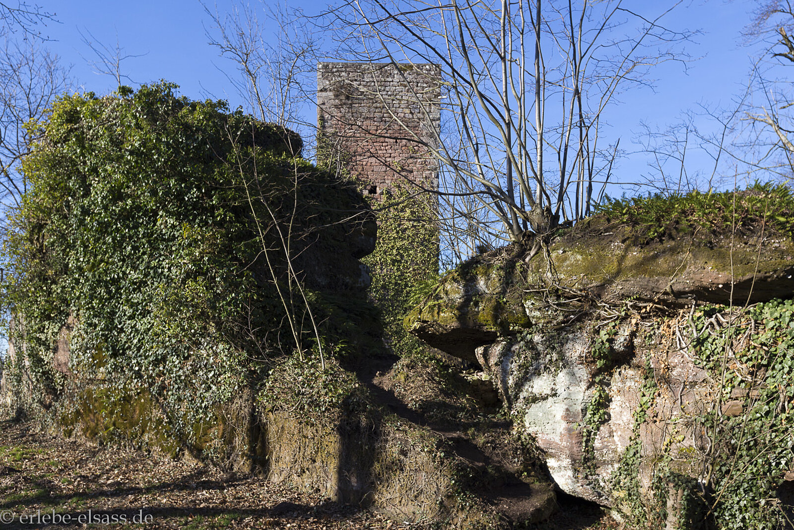 Bergfried des Château de Greifenstein