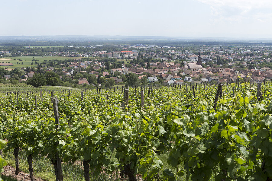 Aussicht vom Chemin des Vignes nach Uffholtz