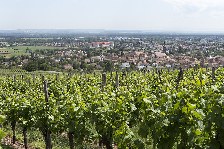 Aussicht vom Chemin des Vignes nach Uffholtz