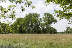 Wiesen und Baumgruppen im Illwald