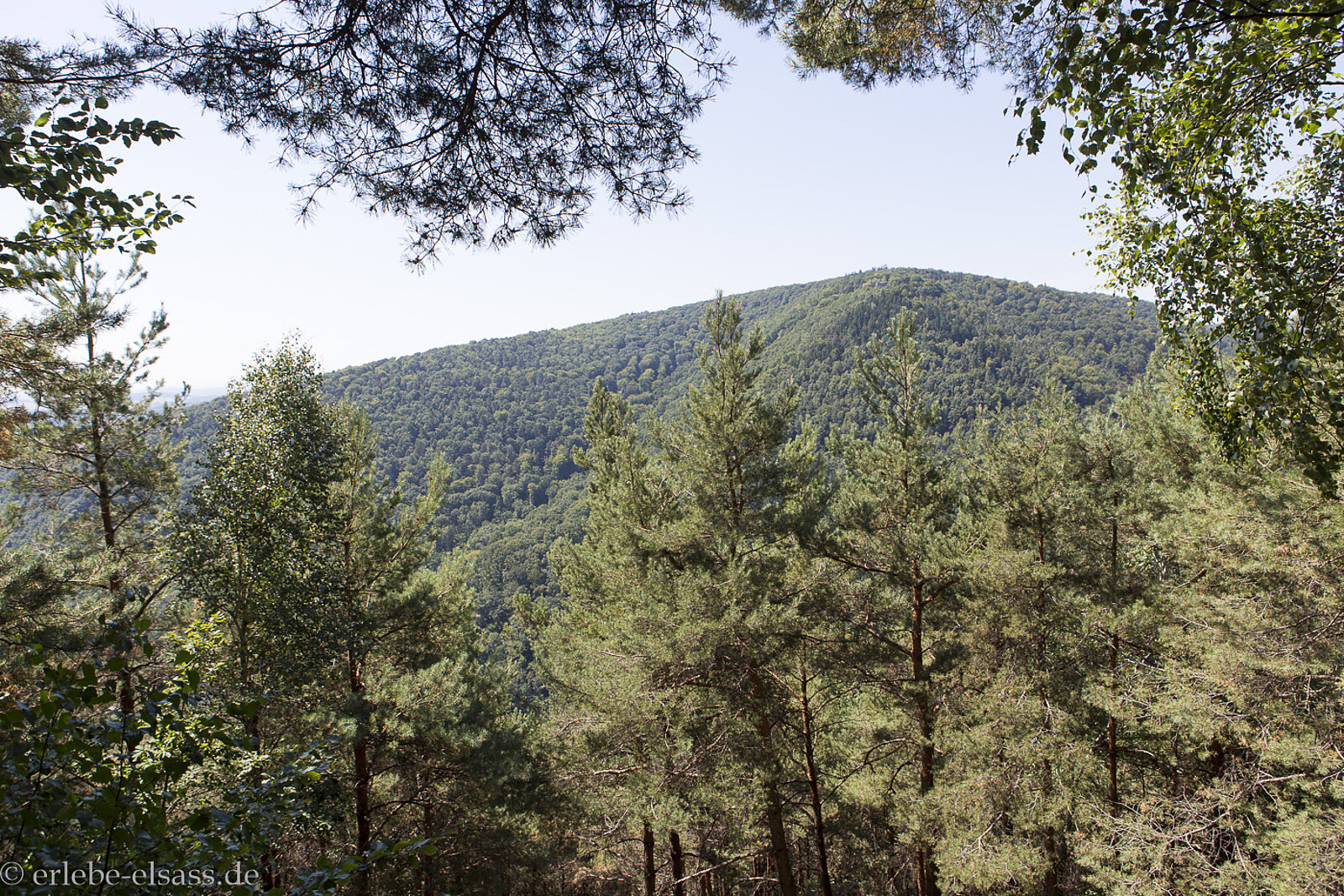 Blick über das Tal des Falkensteinerbach zum Reisberg in den Nordvogesen