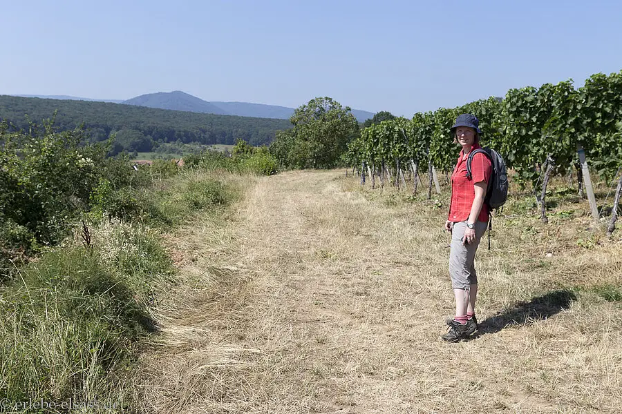 Wanderung von Rosheim nach Rosenwiller