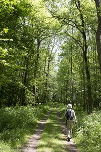 Wanderung durch den Illwald und das Große Ried