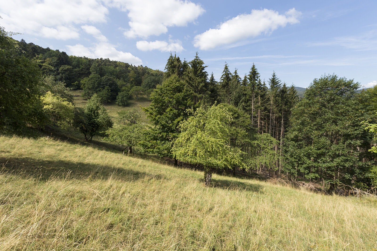Landschaft über dem Strengbach bei Saint Alexis