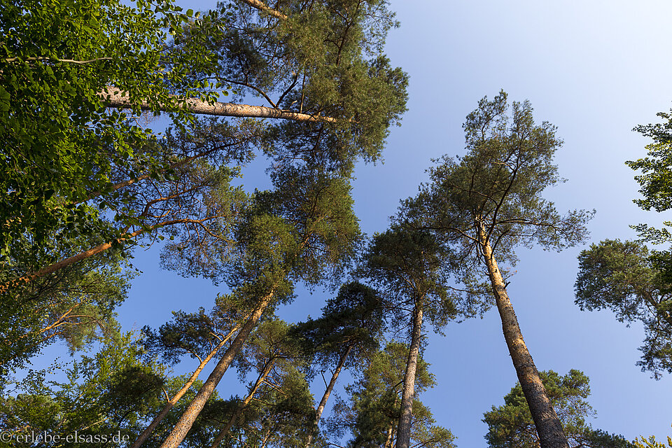 Kiefern im Wald von Dambach mi Nordelsass