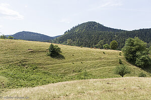 Wiesen bei Malplaquet (Tannwald)