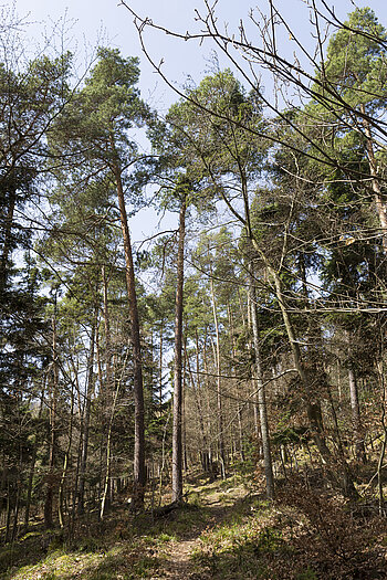 Wanderweg vom Ursprungweg zur Kapelleneiche