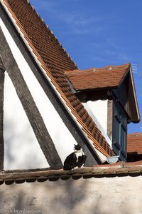 Katze auf dem Dach im Dahliengarten von Sélestat