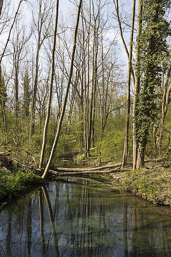 Augraben im Feuchtgebiet der Elsässischen Camargue