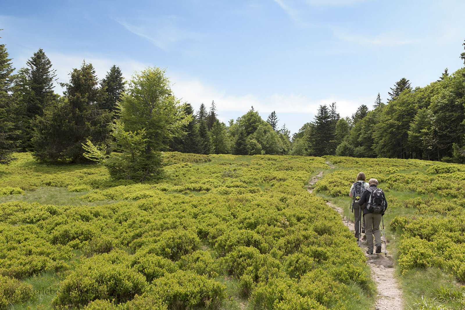 Blick über die Heidelbeer‑Flur auf dem Grand Ventron in den Vogesen