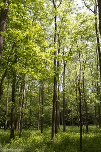 Waldidylle im Illwald