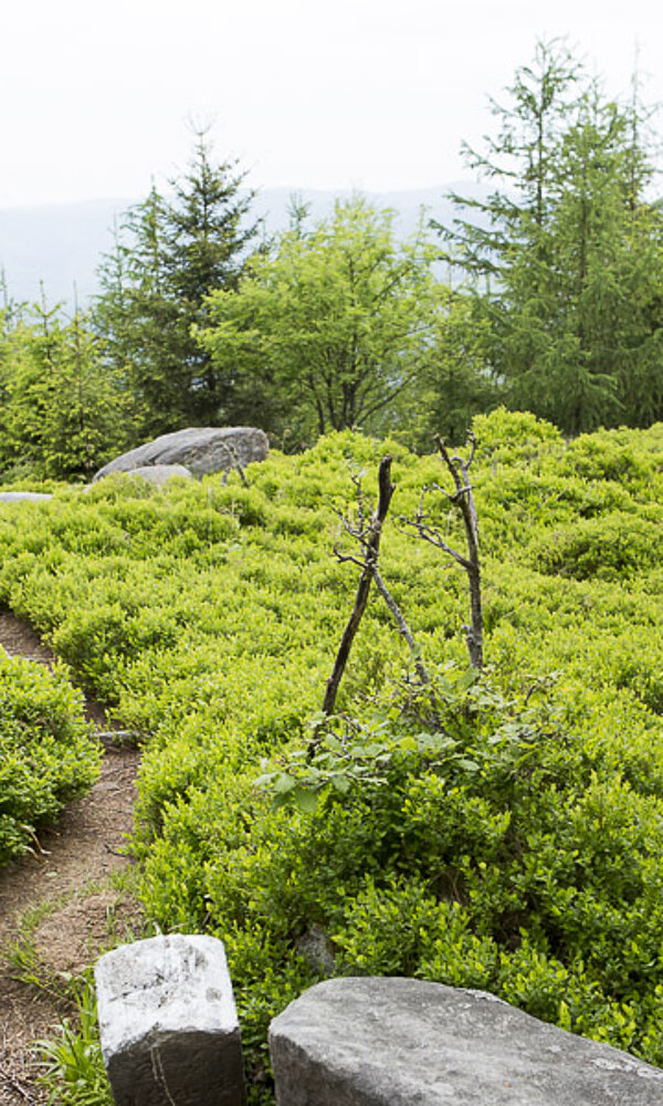 Garten der Feen am Mutzigfelsen
