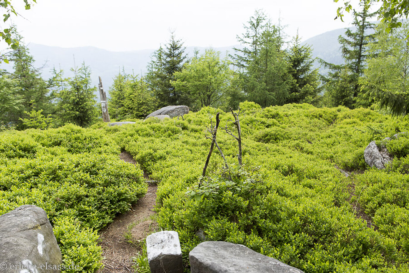 Garten der Feen am Mutzigfelsen