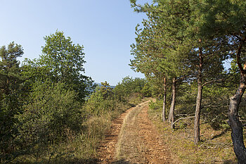 Wanderweg auf den Bollenberg