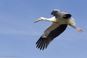 Weißstorch beim Anflug auf Cigoland