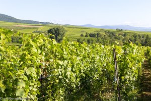 Weinstöcke auf einer der Grand Cru-Lagen von Eguisheim