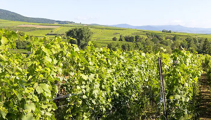 Wanderung auf dem Weinlehrpfad von Eguisheim