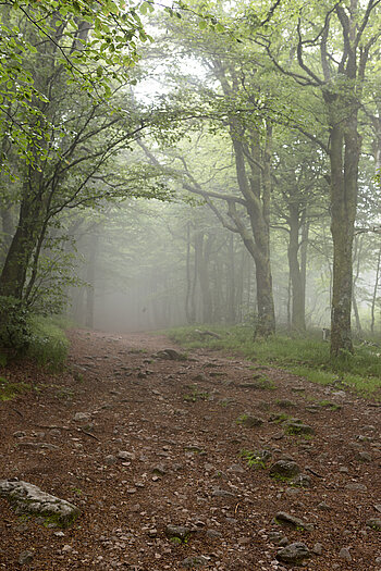 Nebelwald am Col de la Schlucht