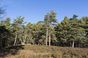Erika auf dem Heidenbuckel von Gebweiler