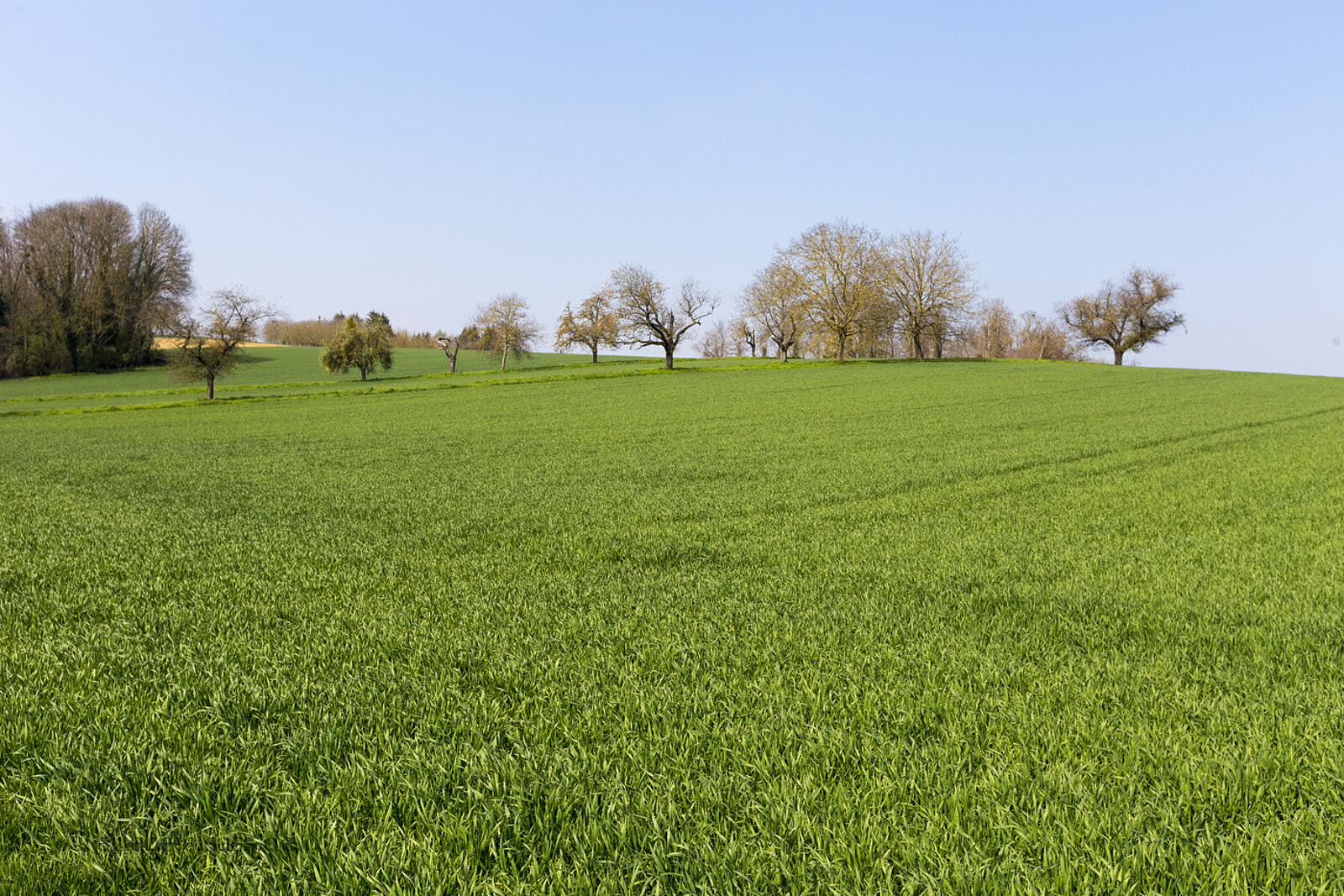 Saftig grüne Felder bei Zillisheim im südlichen Elsass