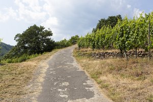 Aufstieg durch die Weinberge von Andlau