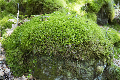 Weißmoos auf einem Baumstumpf am Netzenbach