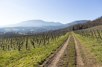 Weinwanderweg bei Jungholz