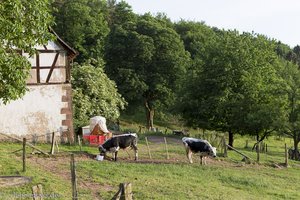 Vogesenrind auf dem Gimbelhof