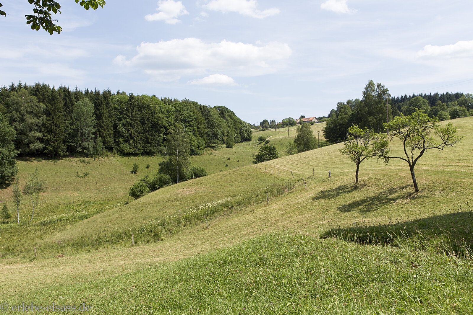Hügelige Wiesen- und Waldlandschaft bei Salm im Elsass