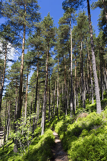Wanderweg am Grand Hohnack