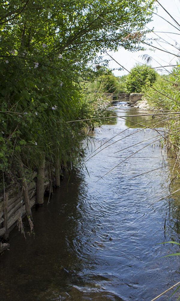 Hollockgraben, ein Seitenarm der Ill