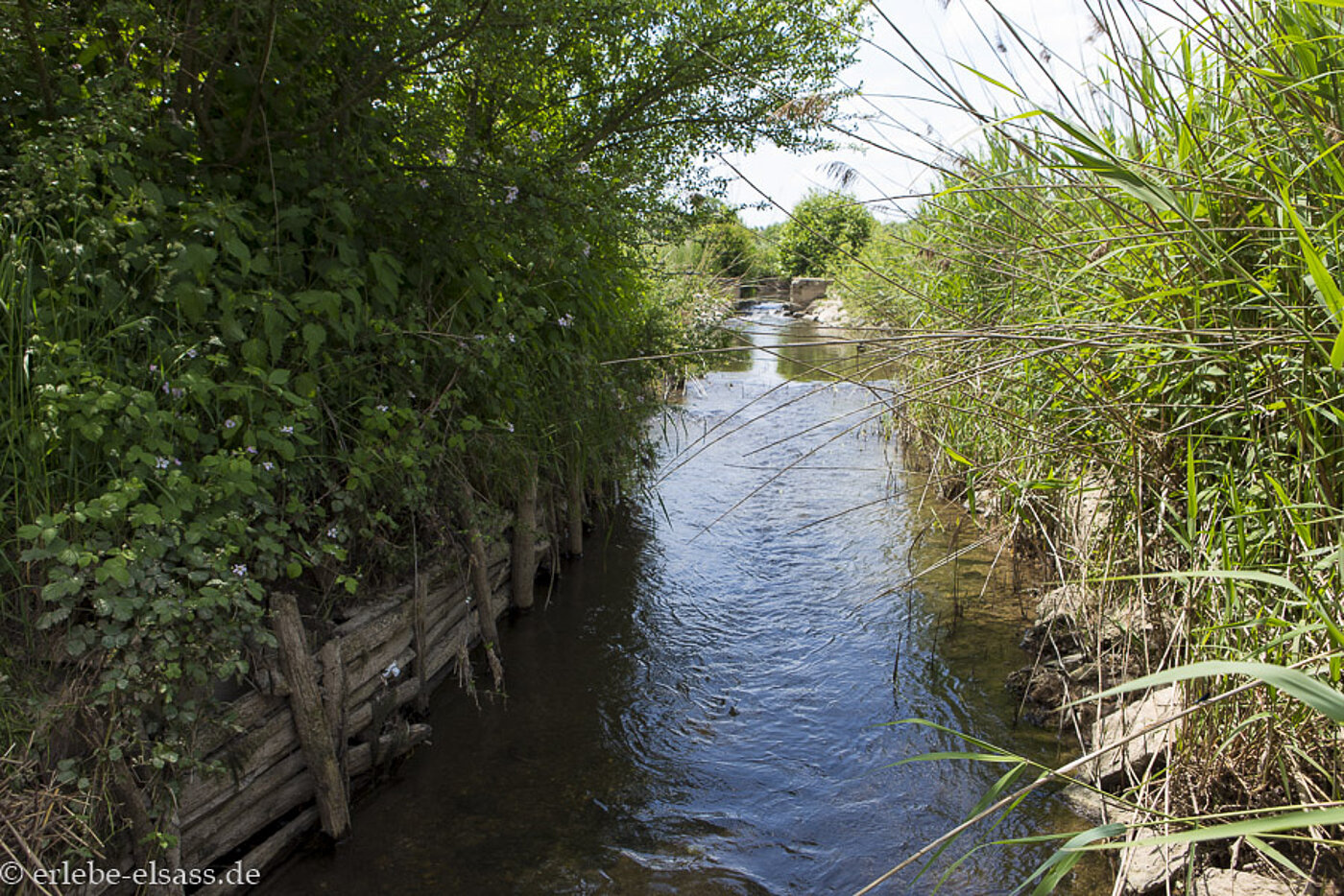 Hollockgraben, ein Seitenarm der Ill